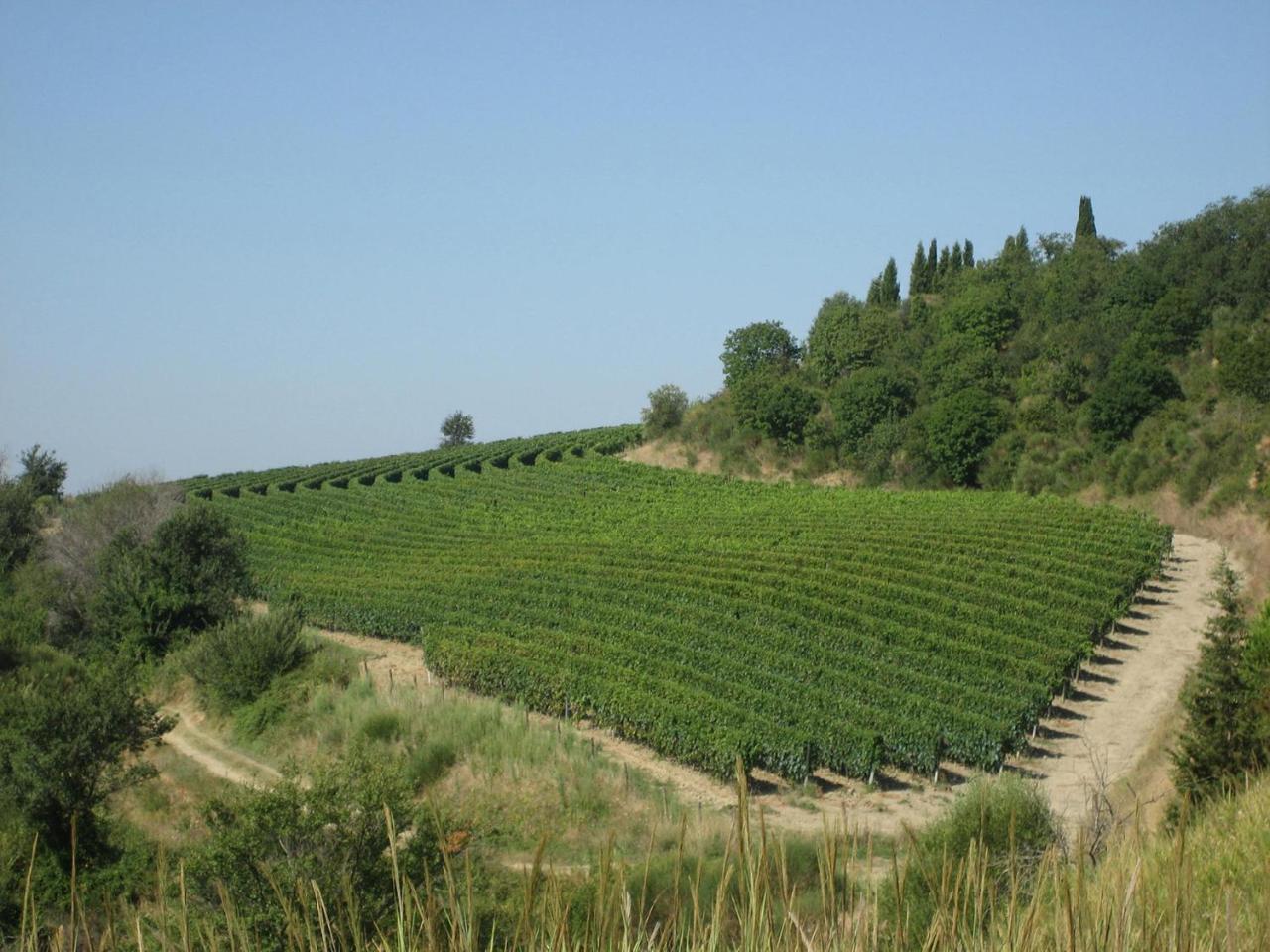 Agriturismo Mocine Villa Asciano Exterior photo